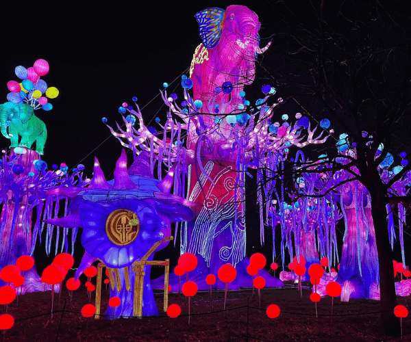 2025.11.11 - Christmas Attraction - Wild Lights at Dublin Zoo 2025.11.11 - Christmas Attraction - Wild Lights at Dublin Zoo