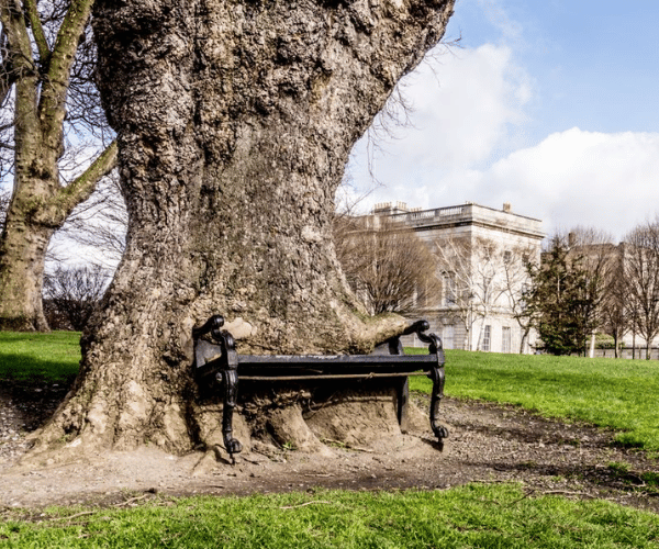 2026.02.05 - Hidden Gems Dublin - The Hungry Tree 