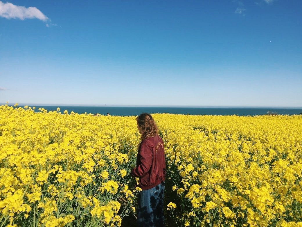 Canola Field, Greystones, Dublin