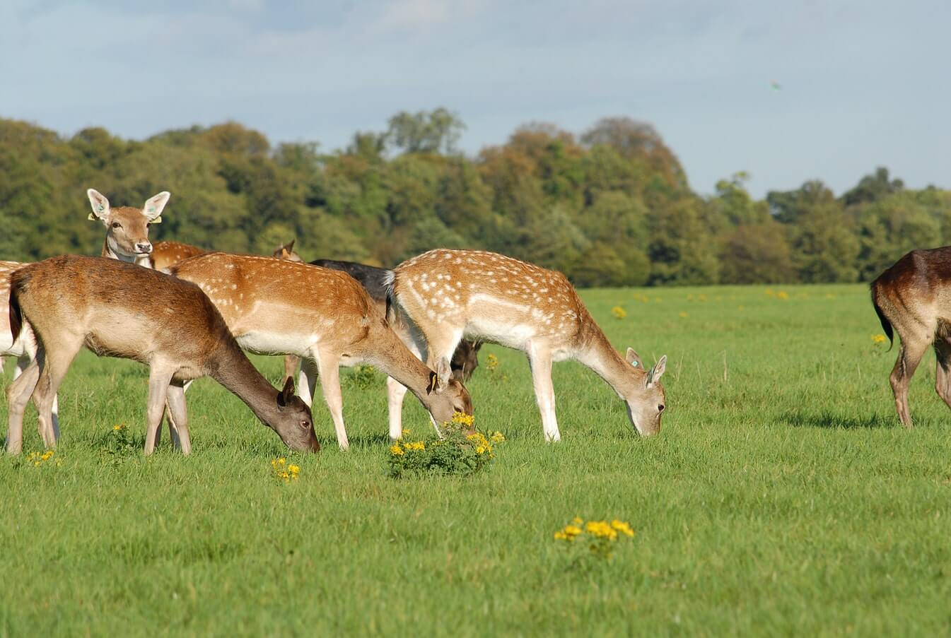 Deer Herd in Phoenix Park, Dublin, Ireland