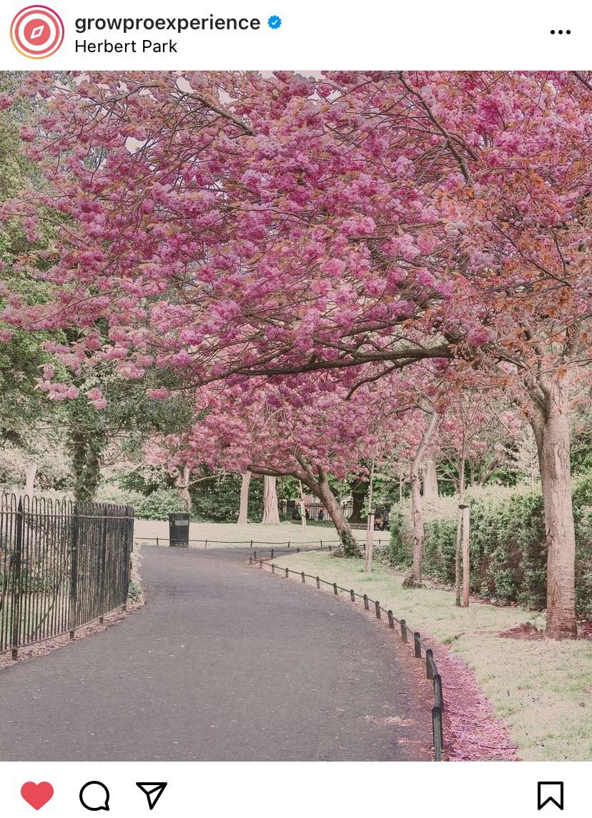 Cherry blossom, Herbert Park, Dublin